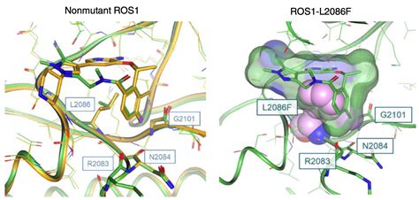 ROS1 fusion-positive lung cancer – Hata Lab