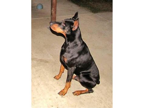 Family AKC DOBERMAN PUPPIES Sacramento - Puppies for Sale Near Me