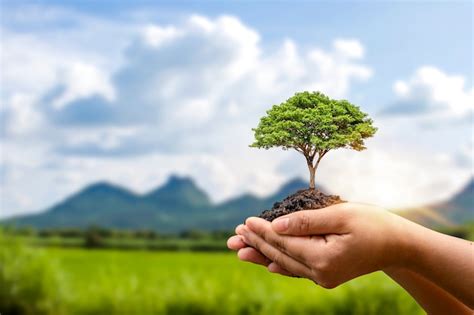 Premium Photo Growing Trees In Human Hands And Blurry Green Forest