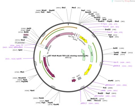 Addgene Pet His Nusa Tev Lic Cloning Vector N