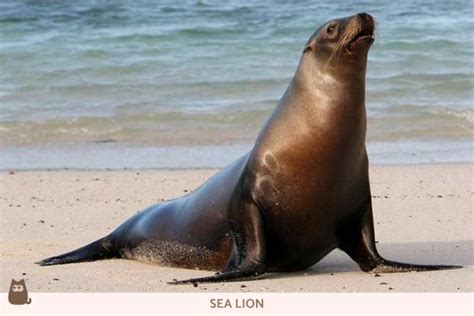 Differences Between Seal vs. Sea Lion vs. Walrus - Characteristics With ...