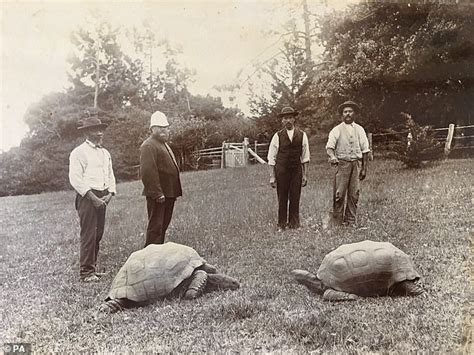 Jonathan the Seychelles Giant Tortoise - 190 year old tortoise - Page 1 ...