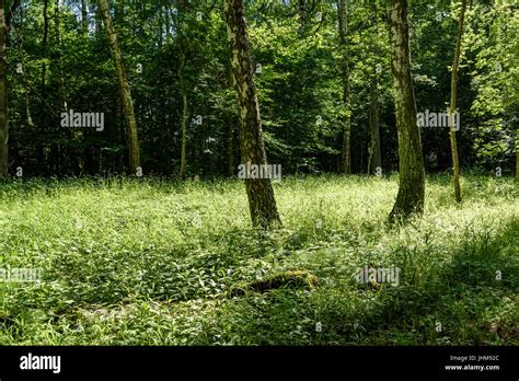 green forest with tree trunks and light rays, shadows in summer Stock Photo - Alamy