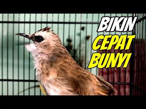 Masteran Suara Trucukan Gacor Ropel Panjang Ini Bikin Trucukan Cepat