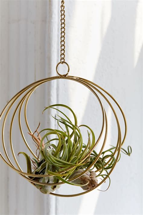 Best Hanging Air Plants For Small Room Home Decorating Ideas