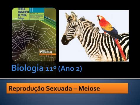 Bg 16 Reprodução Sexuada Meiose Parte Ii Ppt