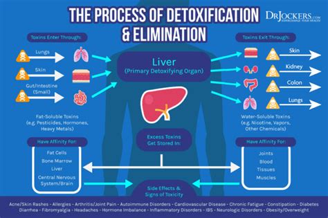 Leptin Resistance: Symptoms, Causes and Support Strategies