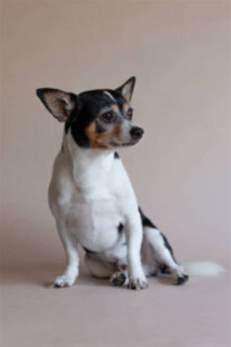 Rat Terrier Mix Artofit