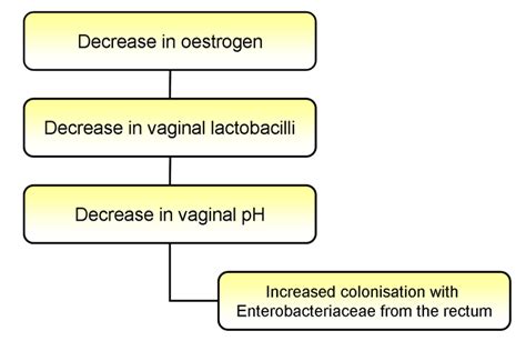 Urinary Tract Infection Pathophysiology Diagram