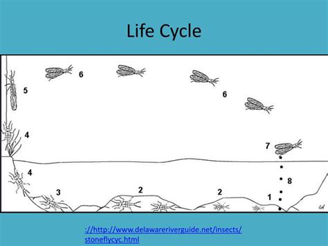 Aquatic Insect Life Cycle