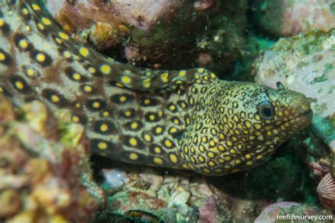 Muraena lentiginosa - Jewel moray | Reef Life Survey