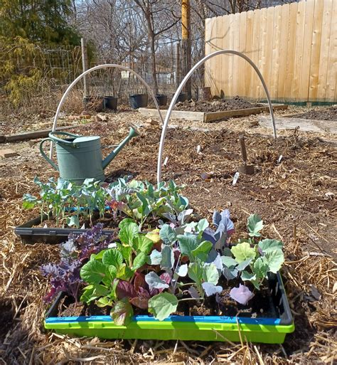 Use a Low Tunnel This Spring for Earlier Harvests - Hobby Farms