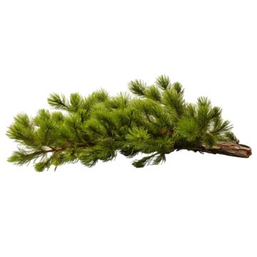 Pine Tree Branch Against Transprent Background Isolated On White