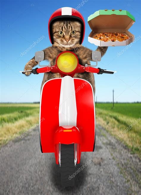 Funny cat. Pizza delivery Stock Photo by ©funny_cats 80419052