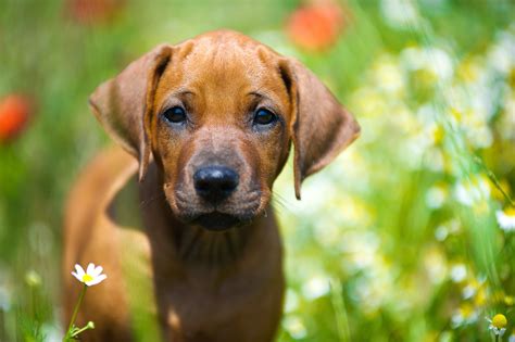 Rhodesian Ridgeback Wesen Charakter Haltung