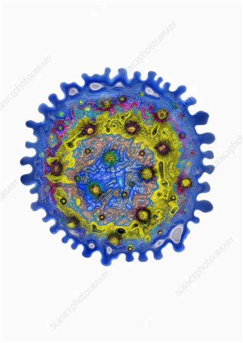 Hepatitis B Virus Stock Image C012 9698 Science Photo Library