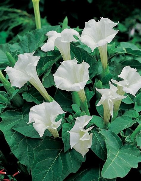 What do you need to know about the mysteriously beautiful Moonflower?