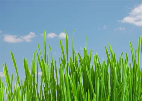 Wild Tall Grass Stock Image Image Of Summer Frame Wild 5182331