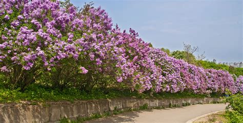 Lilac Hedging