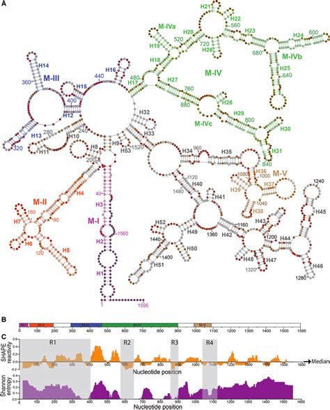 In Vitro Transcribed Native Meg3 Rna Is Highly Structured A