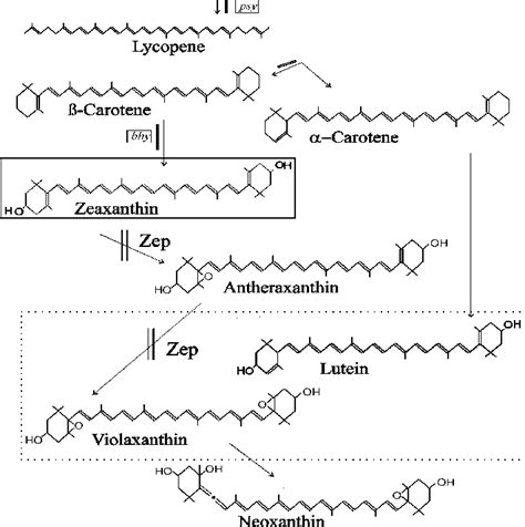 Carotenoid Pathway In Potato Tuber Carotenoids In Dotted Box Download Scientific Diagram