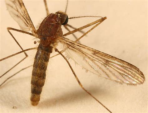 North American Malaria Mosquito Anopheles Quadrimaculatus Bugguidenet