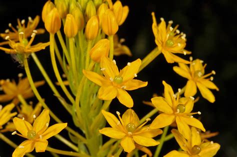 Bulbinella Angustifolia Asphodelaceae Image At Phytoimages Siu Edu