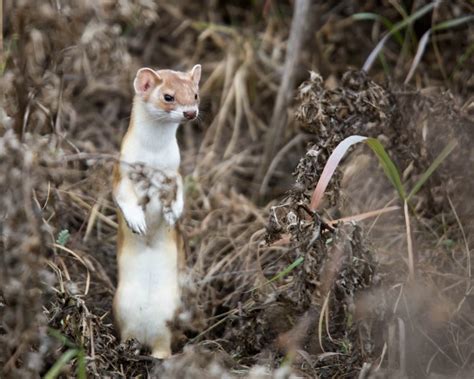 Long-Tailed Weasel - Facts, Diet, Habitat & Pictures on Animalia.bio