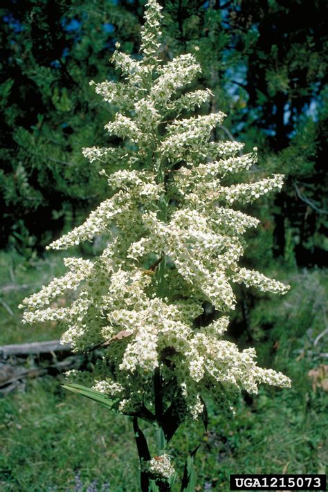 California False Hellebore Veratrum Californicum