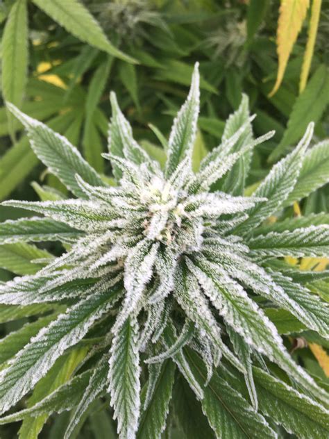 The latest WBOC weather forecast just predicted an unexpected frost 6