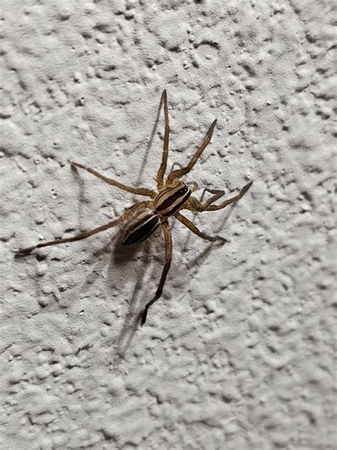 Wolf Spider? NE Oklahoma : r/spiders