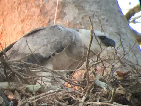 Harpy Eagle In The Amazon Rainforest Peru Amazon Rainforest