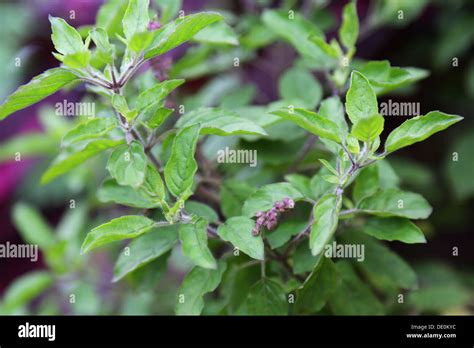 Tulasi Plant Stock Photos And Tulasi Plant Stock Images Alamy