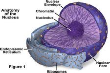 Cell Nucleus ( Read ) | Biology | CK-12 Foundation