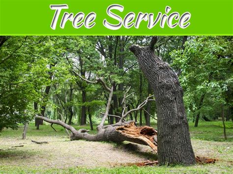 Top Ten Signs You Need Tree Service Olathe My Decorative