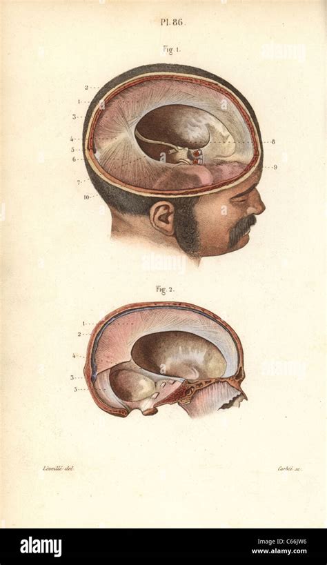 Cross Section Of Skull Hi Res Stock Photography And Images Alamy