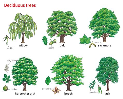 sycamore noun - Definition, pictures, pronunciation and usage notes | Oxford Advanced Learner's ...