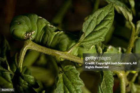 48 Tomato Hornworm Caterpillar Stock Photos, High-Res Pictures, and Images - Getty Images