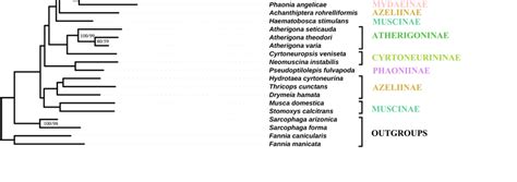 The Topologies Of Maximum Likelihood Trees Based On All Selected Genes