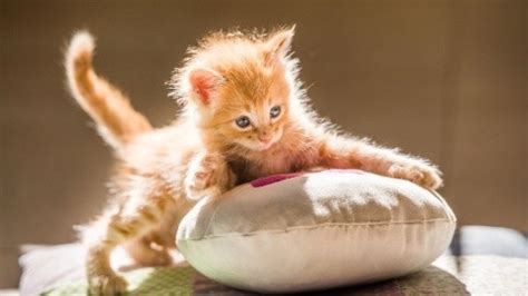 5 razones que explican por qué los gatos son tan tiernos no sólo es su