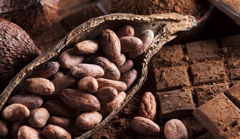 Tecnología Superior En Producción De Cacao Corporación Formados Cf