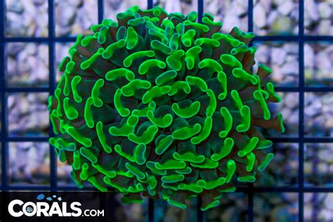 Big Branching Hammer Frag Australia Neon Green Corals