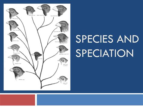 PPT - SPECIES AND SPECIATION PowerPoint Presentation, free download ...