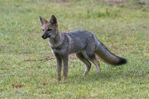 Pampas Grey fox in Pampas grass environment, La Pampa province ...