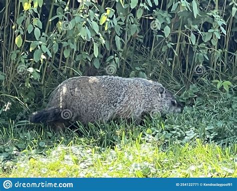 Groundhog at a Pennsylvanian Field Stock Image - Image of gardens ...