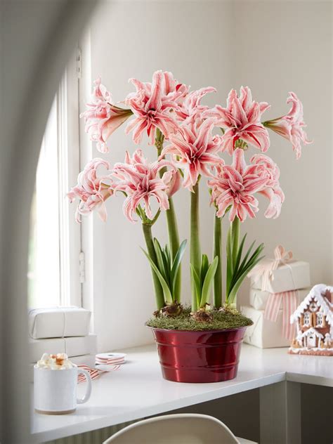 Doublet Potted Amaryllis Trio Gardener S Supply