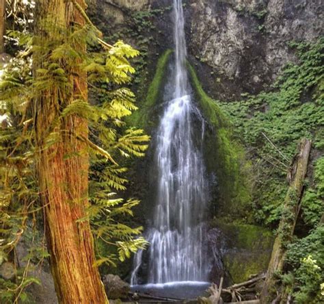 Explore Washington Hike Mount Storm King In Olympic National Park