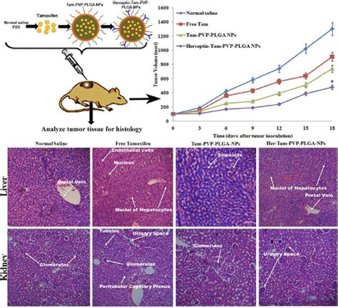 In Vivo Combination Cancer Therapy Tumor Growth Curves Of Four