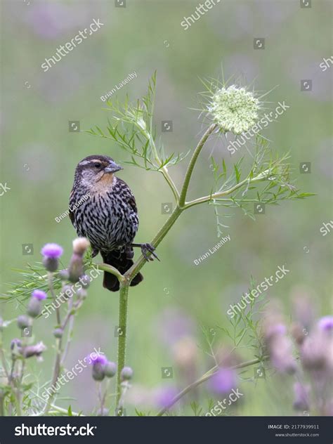 Immature Male Redwinged Blackbird Agelaius Phoeniceus Stock Photo