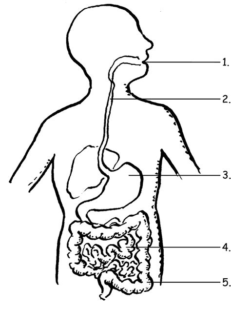 Unit 13 Digestive System Coloring Diagram Digestive System C